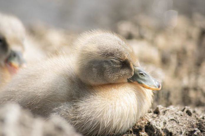 SCHATTIG! Deze dierenjongen vormen een olijk trio