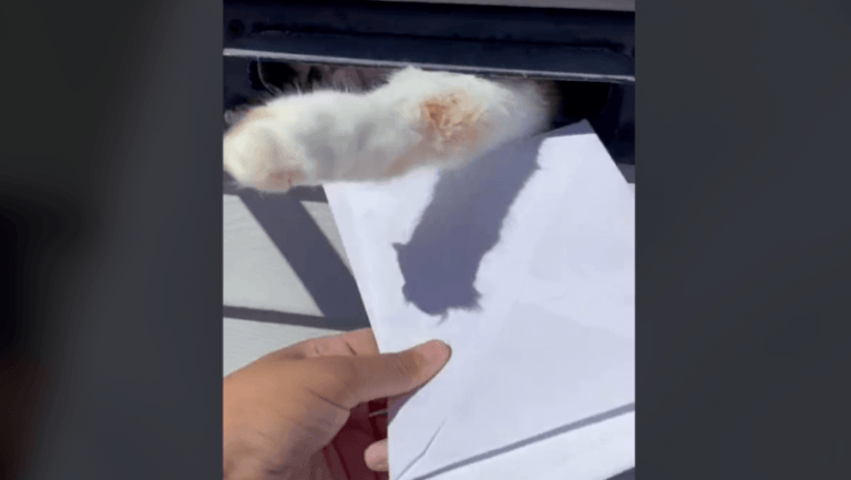 HILARISCH. Deze kat houdt niet van post en laat dat wel erg duidelijk merken (video)