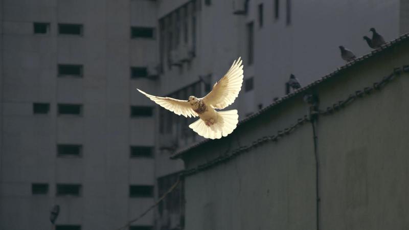 Last van duiven op je balkon? Zo jaag je ze diervriendelijk weg!