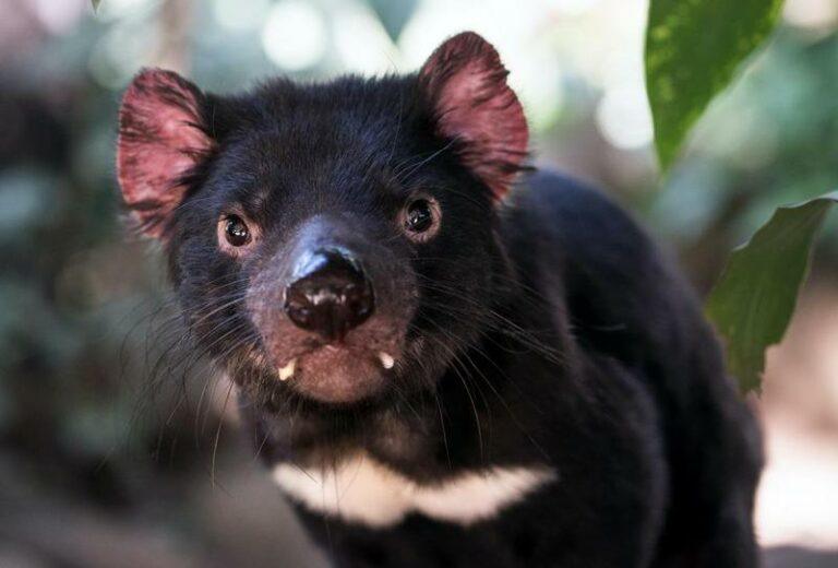 Na 3.000 jaar weer Tasmaanse duivels in het wild geboren op vasteland Australië
