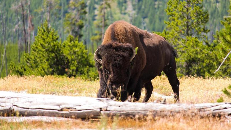 BIZAR. Deze beesten moeten bosbranden in Roemenië vermijden