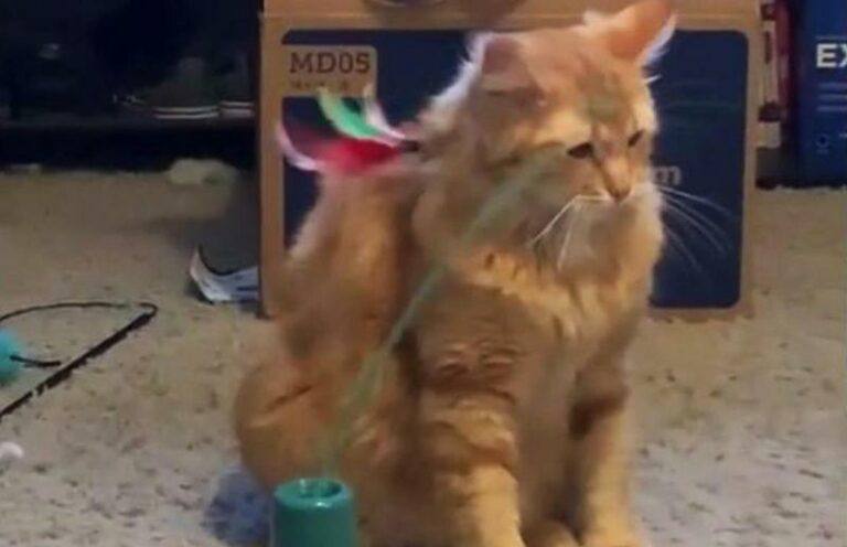 Baasje koopt leuk speeltje voor kat, maar diens reactie spreekt boekdelen… (video)