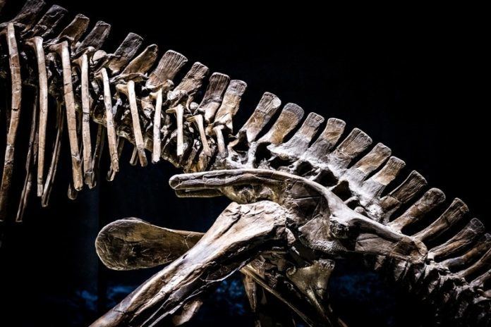 Nieuwe spraakzame dinosaurussoort ontdekt in Mexico