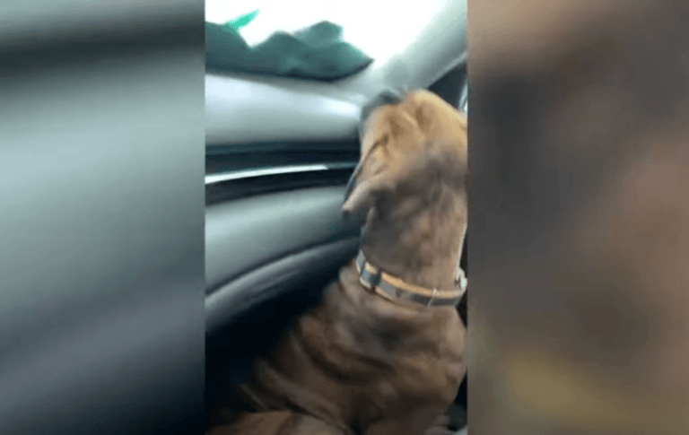 Hond gaat voor de eerste keer in carwash. Zijn reactie? “Zielig maar hilarisch” (video)