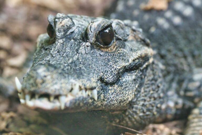 Dierenbescherming rukt uit voor  grote ‘alligator’, maar lacht zich een breuk bij aankomst (foto)