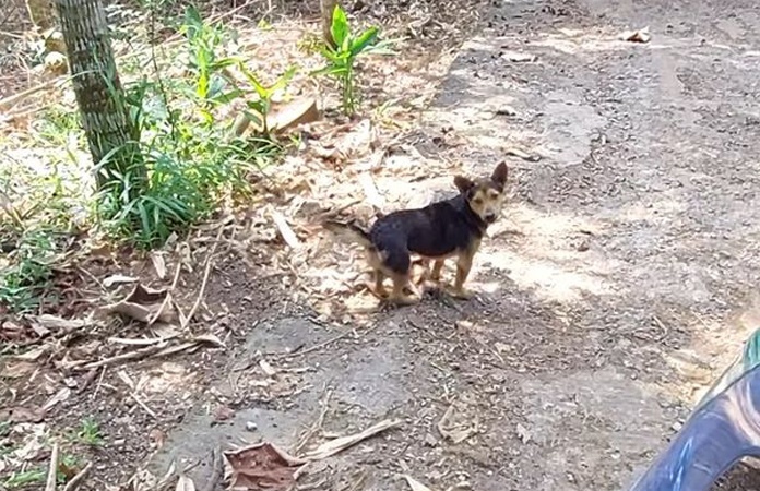 HILARISCH! Hondje doet alsof hij gewond is om traktatie te krijgen van passanten (video)