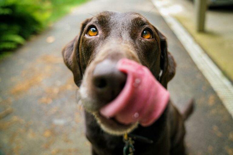 LOL. Zo heb je een hond nog nooit zien drinken (video)