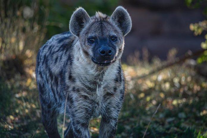 SCHATTIG! Twee gevlekte hyena’s geboren in Beekse Bergen (video)