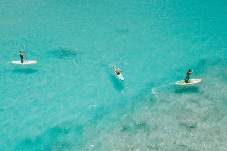 WOW. Paddleboarder krijgt verrassing van zijn leven: “Opeens zwom het naast mij” (video)