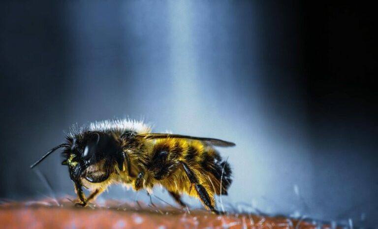 Weg met de wespen!