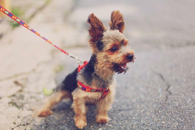 Zijn kleine honden agressiever dan grote? Dit zegt de wetenschap