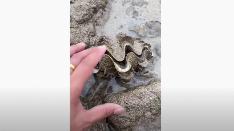 Nieuwsgierige man wil eens voelen aan mooie schelp, maar krijgt onaangename verrassing (video)