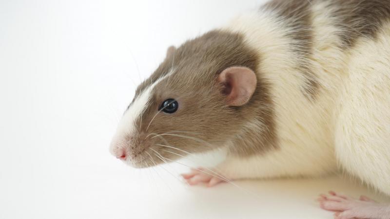 Cosmeticawet zorgt toch niet écht voor minder proefdieren in Europa