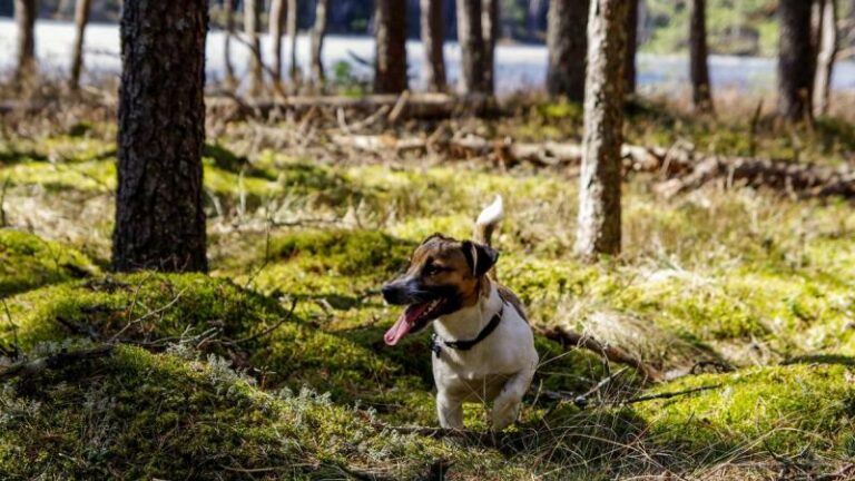 Man uitgelachen door omstaanders wanneer hij de ‘hilarische’ naam van zijn hond roept