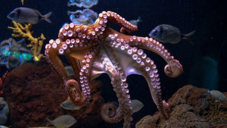 OOH. Schattige octopus verstoort fotoshoot (video)