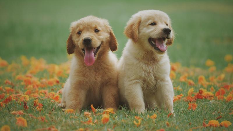 Onderzoek toont dat puppy’s bij geboorte meteen kunnen communiceren met mensen