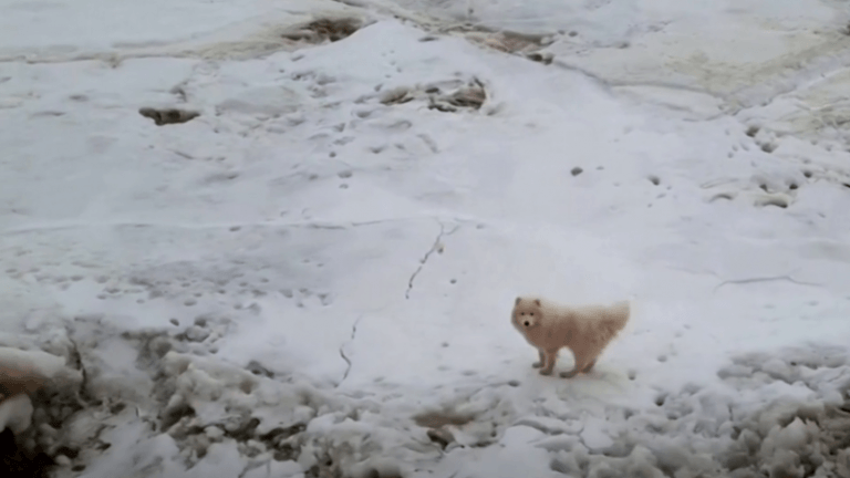Wat een helden: Russische zeelieden redden hondje van barstend Noordpoolijs (video)