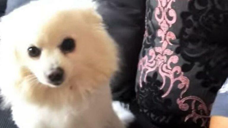 SCHATTIG! Hondje weet maar al te goed hoe hij moet poseren voor de camera (video)