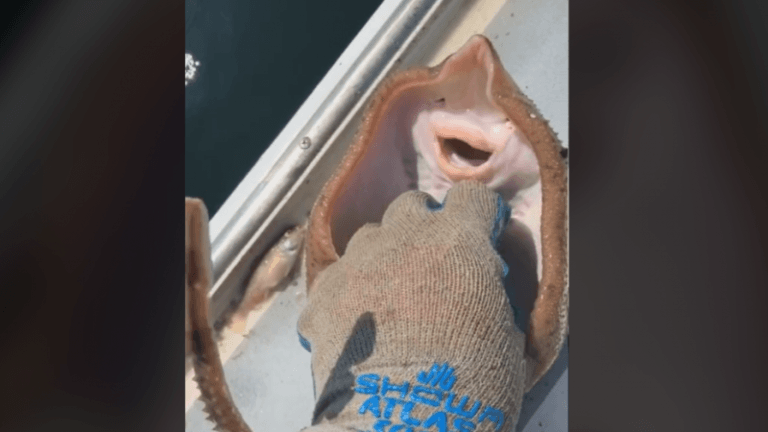 Nieuwe TikTok-trend haalt woede van dierenliefhebbers op de hals: «Niet schattig»