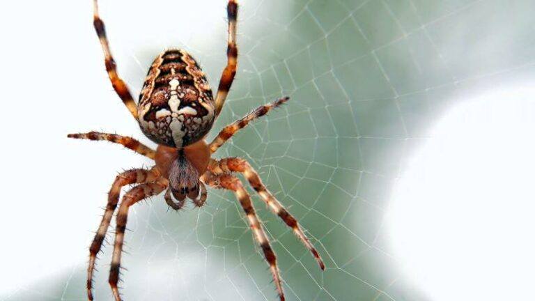 BIZAR. Miljoenen spinnen bedekken Australische natuur met hun webben (foto’s)