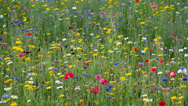 Last van hooikoorts? Zeven tips om pollen uit je huis te bannen