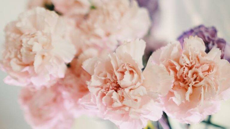 Zes tips om langer van je snijbloemen te genieten