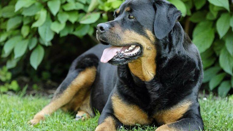 BIZAR. Vrouw moet zich voor rechter verantwoorden voor seks met haar hond