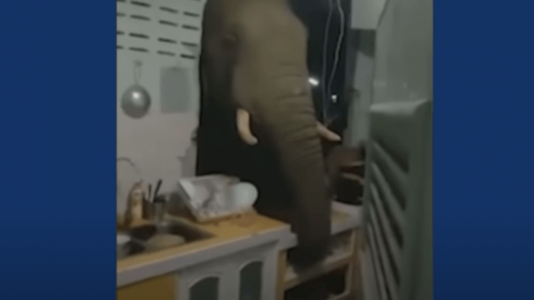 Krachtpatser: olifant breekt door muur om eten te stelen uit keuken (video)