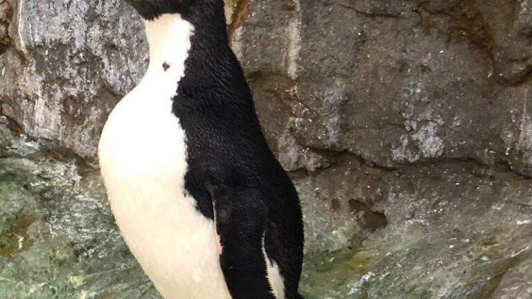 SCHATTIG! Pinguïn gaat viraal met speciale schoentjes tegen artritis (foto)