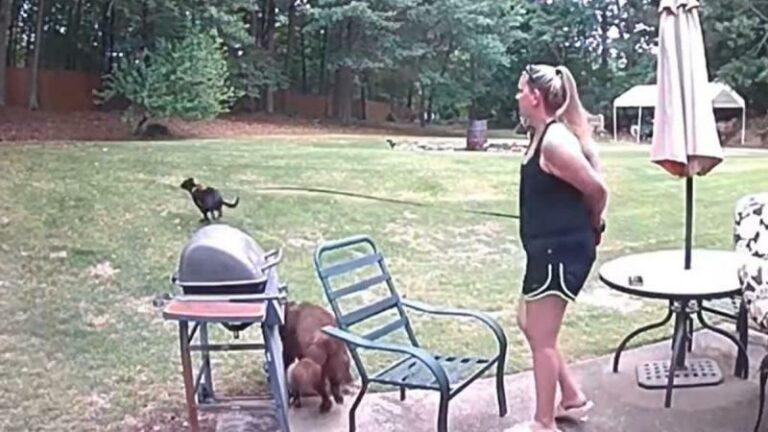 Vrouw houdt hond netjes aan leiband, maar dan ziet hij een eekhoorn… (video)