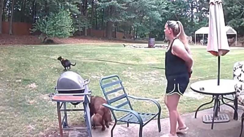 Vrouw houdt hond netjes aan leiband, maar dan ziet hij een eekhoorn… (video)
