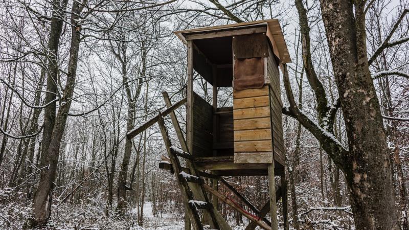 BIZAR. Deze vader is woedend nadat hij boomhut voor kinderen gedwongen moet afbreken