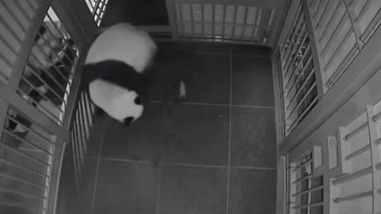 SCHATTIG! Pandatweeling geboren in Tokio (video)