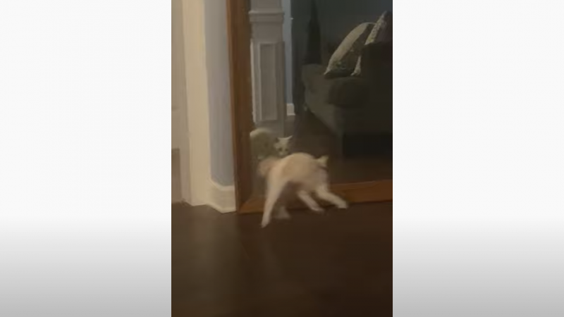 Hilarisch: kitten schrikt zich een hoedje door eigen spiegelbeeld (video)