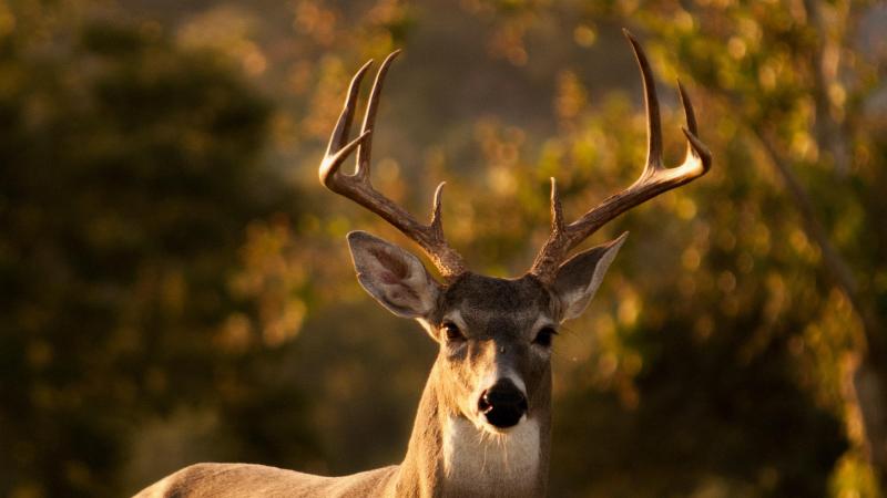 Naturisten verdwalen na ontmoeting met hert… en krijgen boete om DEZE reden