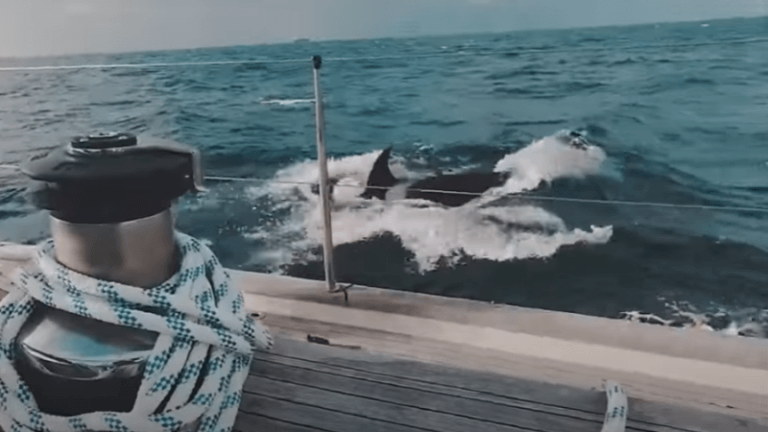 Orka’s vallen zeiljacht aan en zetten tanden in roer: «Twee uur lang doodsangsten uitgestaan» (video)