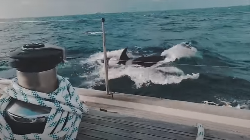 Orka’s vallen zeiljacht aan en zetten tanden in roer: «Twee uur lang doodsangsten uitgestaan» (video)