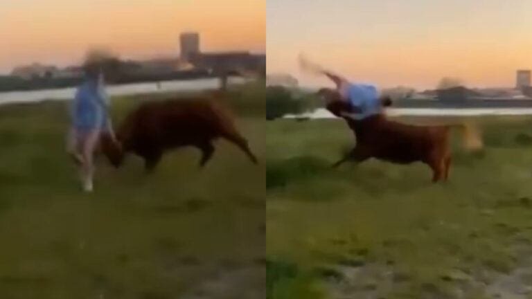 Dame wil ‘leuke foto’ maken van rund. Maar dat was GEEN goed idee! (video)