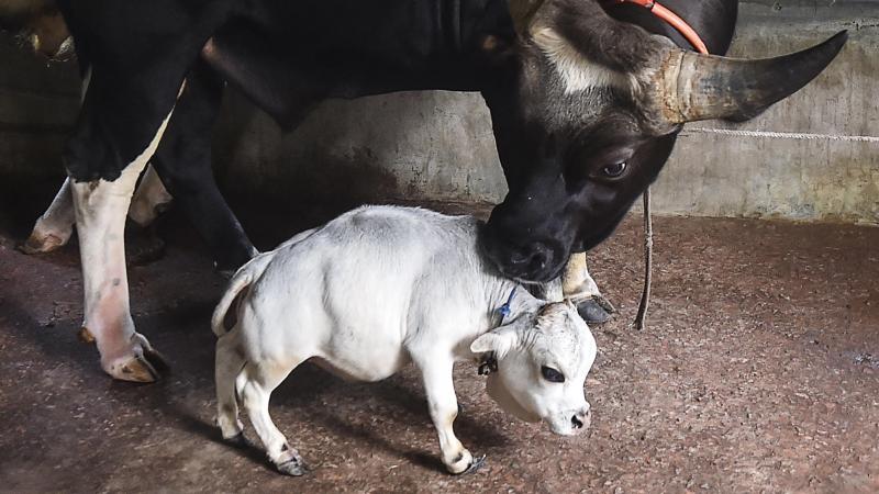 BIZAR. Dit is (waarschijnlijk) de kleinste koe ter wereld en ze is slechts een halve meter groot