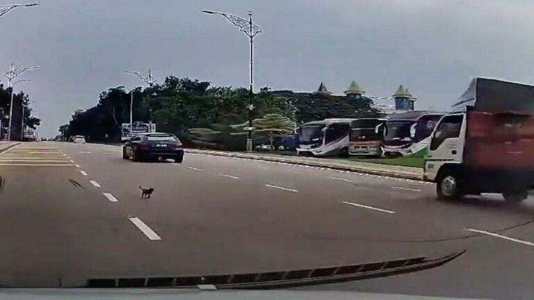 Man redt leven van kitten die in paniek rondloopt op drukke straat (video)