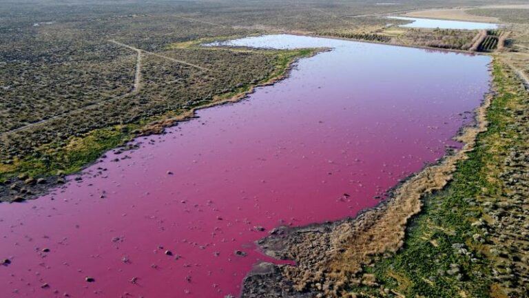 BIZAR. Lagune in Patagonië kleurt plots roze en dit is waarom