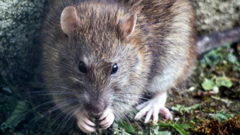 Is de pest terug? Amerikaans meisje overlijdt aan de zwarte dood