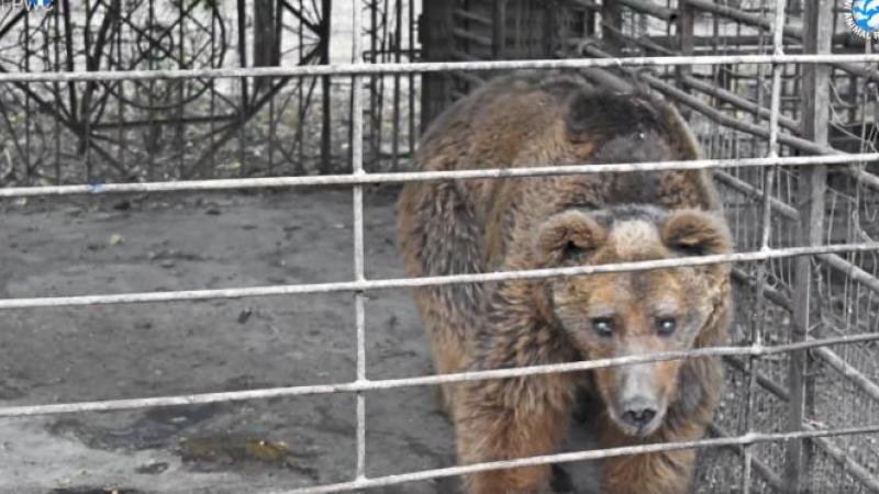 Activisten proberen ‘droevigste beer ter wereld’ te bevrijden: «Hij zit al 30 jaar in een kooi»