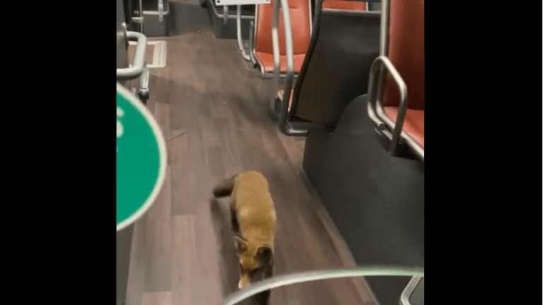 OPVALLEND. Ook de Brusselse fauna maakt gebruik van de MIVB (video)
