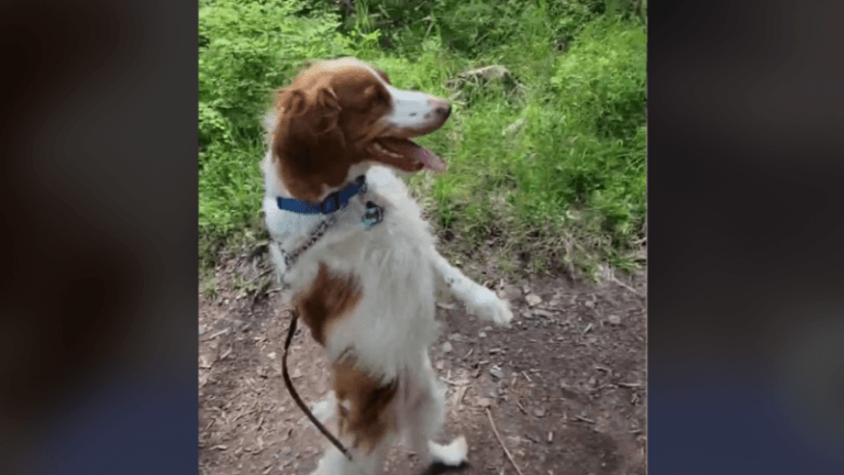 SCHATTIG. Hondje met drie poten loopt net zoals mens (video)