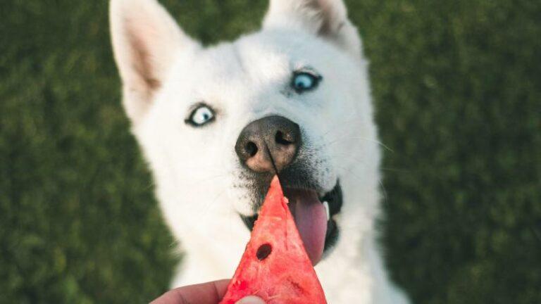Deze dingen geef je beter nooit aan je hond te eten