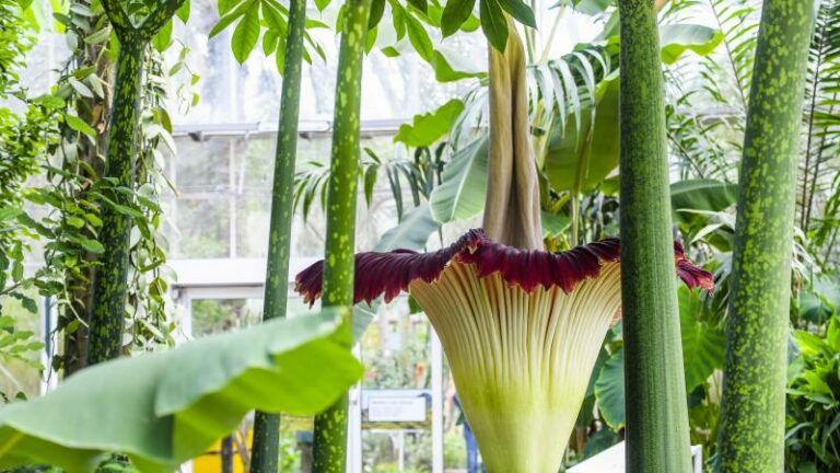 Tweede reuzenaronskelk in bloei in Plantentuin Meise