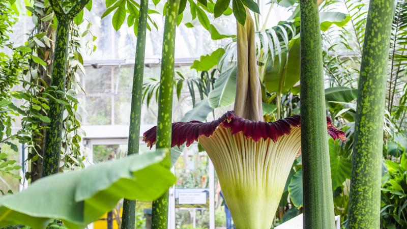 Tweede reuzenaronskelk in bloei in Plantentuin Meise