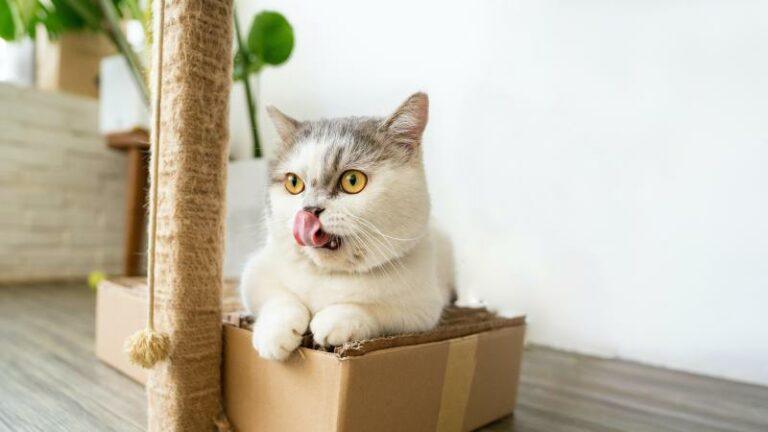 Honden moeten plaats ruimen voor katten na de pandemie