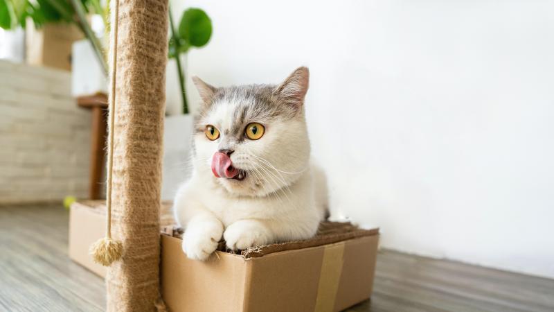 Honden moeten plaats ruimen voor katten na de pandemie